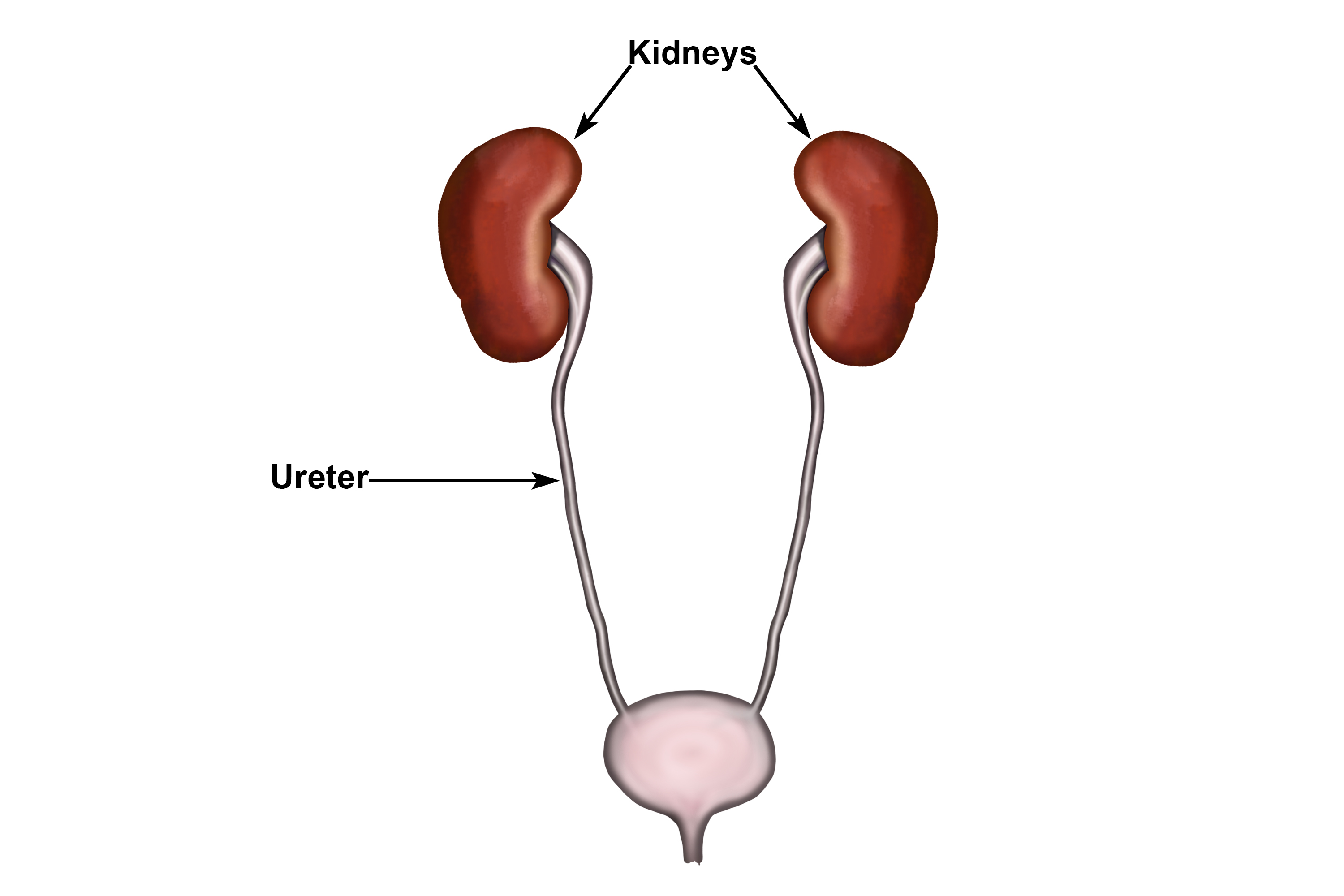 The ureter is a tube that runs from the kidneys to the bladder 